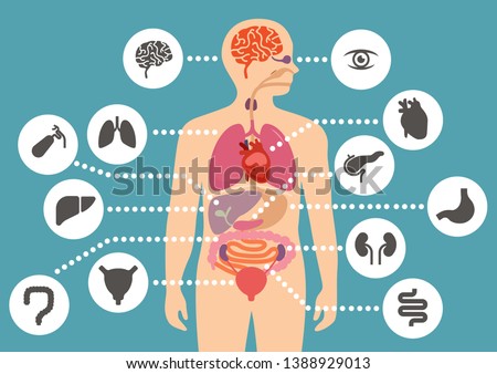 simulation of human internal organ anatomy simple flat color design with human organ icon set