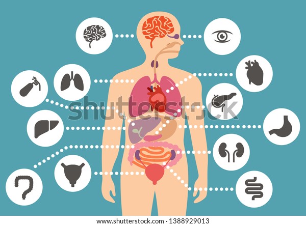 simulation of human internal organ anatomy\
simple flat color design with human organ icon\
set