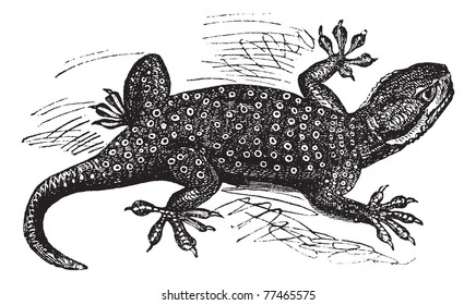 Sinai Fan-fingered Gecko or Ptyodactylus guttatus, vintage engraving. Old engraved illustration of Sinai Fan-fingered Gecko. Trousset Encyclopedia.