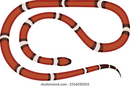 Sinaloan milk snake crawling across the ground, displaying its vibrant orange, black, and white pattern, with intricate scales and skin textures, isolated against a white background