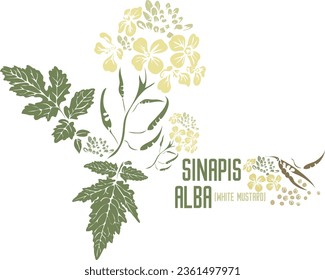 Sinapis Alba Heilkräuter in Farbe Vektorsilhouette. Medicinal Brassica alba Rabenhorst Pflanze. Set von weißem englischem Senf in Farbbild für Arzneimittel und Coocking. Kräuterfarbe 