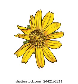 Singapore daisy frower drawing ,Yellow flower on white,vector illustration.