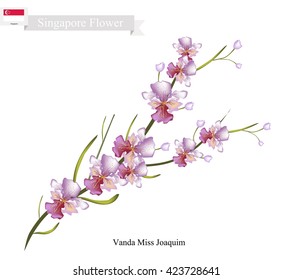 Singapore Flower, Illustration of Vanda Miss Joaquim Flowers. The National Flower of Singapore.