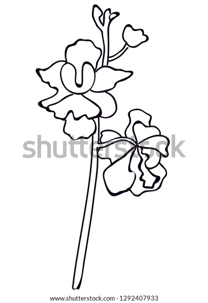 Singapore National Flower Stock Vector Royalty Free 1292407933