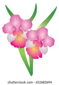 Singapore National Flower Vanda Miss Joaquim Orchid. vector Illustration