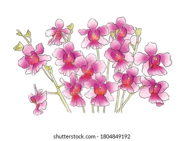 Singapore National Orchid Flower, Illustration of Vanda Miss Joaquim. Watercolor Hand drawn violet orchid isolated white background. Realistic botanical illustration. Colorful orchid for spring summer