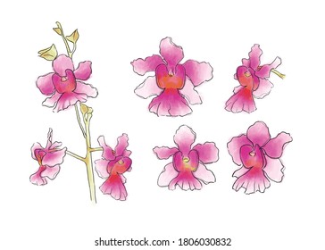 Singapore National Orchid Flower, Illustration of Vanda Miss Joaquim. Watercolor Hand drawn violet orchid isolated white background. Realistic botanical illustration. Colorful orchid for spring summer