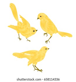 Singing gold birds Canary vintage  set two vector  animals illustration for design hand draw