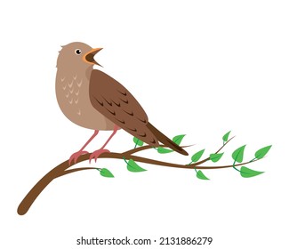 Canto Pájaro Nightingale sentado en un brunch de árbol aislado en un fondo blanco. Iconos de Nightingales con ilustración vectorial plana o cartoon.