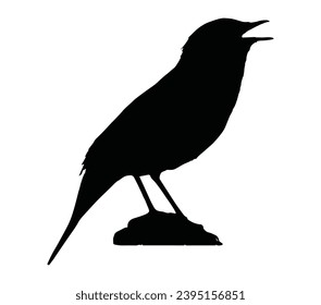 Singing thrush. Vector hand drawn illustration.