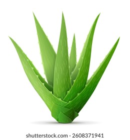 Single aloe vera plant isolated on white background. Side view of whole aloe bush. Lots of fresh aloe leaves. Vector illustration for medicine, cosmetics, pharmaceuticals, food additive, etc