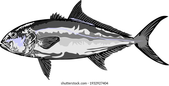 Single amberjack fish vector isolated on the white background