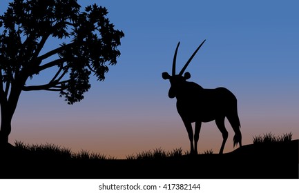 Single antelope of silhouette in park at the sunset