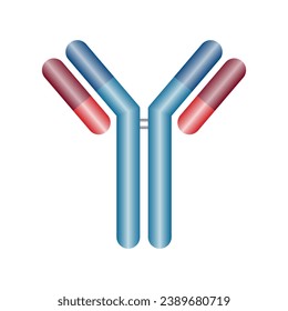 Single antibody immunoglobulin molecule. Schematic structure of an antibody. Scientific resources for teachers and students. Vector illustration isolated on white background.