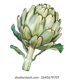 Uma única alcachofra, renderizada em um estilo aquarela, exibe suas intrincadas folhas verdes e um tronco proeminente.