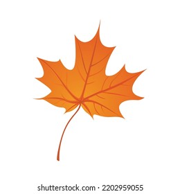 Single Autumn Leaf Vector Illustration