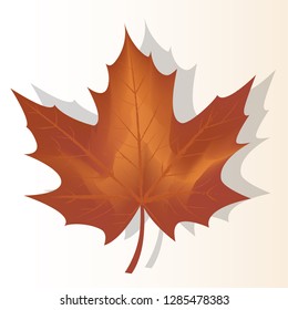 Single autumn leaves vector illustrations