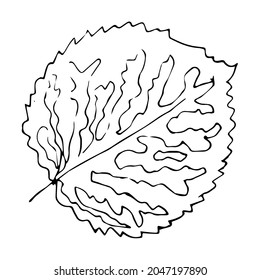 single autumn linden leaf. Linear sketch in the doodle style