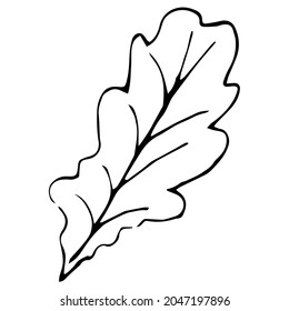 hoja única de roble de otoño. Esbozo lineal en el estilo de doodle