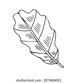 single autumn oak leaf. Linear sketch in the doodle style
