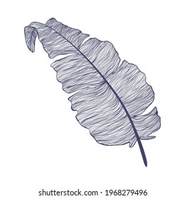 Single banana leaf illustration in linear style. Trendy minimalistic outline art of tropical palm leaf. Vector illustration of exotic plant isolated on white background.