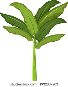 Single banana tree isolated on white background illustration