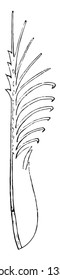 Single Barbule which is simply a sort of fringe to the barbules, vintage line drawing or engraving illustration.