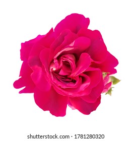 Single beautiful realistic vector big bud of fresh dark pink rose with small leaves isolated on white background. Magenta rose flower design element for Valentines Day, cosmetics, beauty, fashion.