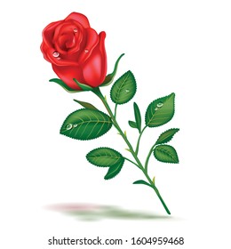 Single beautiful red rose realistic vector illustration isolated on white background. Realistic image of open red rose, symbol of love, decoration element.