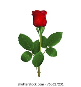 Single beautiful red rose with thorns and drops of water isolated on white background. Vector illustration