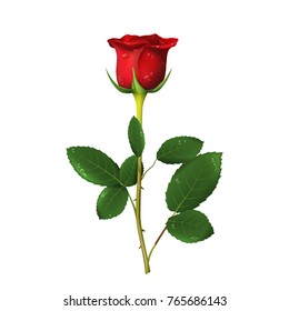 Single beautiful red rose with thorns and drops of water isolated on white background. Vector illustration