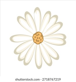Una hermosa flor de margarita blanca con un centro amarillo y pétalos delicados está aislada sobre un fondo blanco en este macro primer plano de flor de una planta de manzanilla de verano.