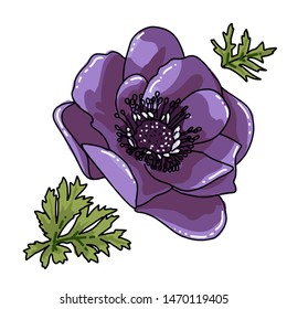 Single big hand drawn colored anemone. Violet flower with black line path, close-up, on a white background. Botanical vector illustration field flower. Beautiful blossom of Poppy Anemone Coronaria.