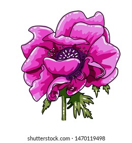 Single big hand drawn colored anemone. Pink magenta flower with black line path, close-up,on white background. Botanical vector illustration field flower. Beautiful blossom of Poppy Anemone Coronaria.