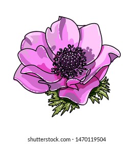 Single big hand drawn colored anemone. Pink flower with black line path, close-up, on a white background. Botanical vector illustration field flower. Beautiful blossom of Poppy Anemone Coronaria.