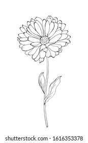 Single black outline flower calendula, branch and leaves.Isolated on white background.Hand drawn.For floral design, cosmetic products,greeting card,invitations,coloring book.Vector stock illustration.