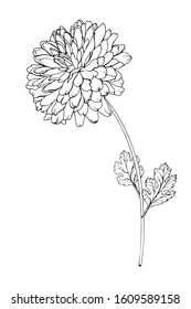 25,776 Chrysanthemum Drawing Images, Stock Photos & Vectors | Shutterstock