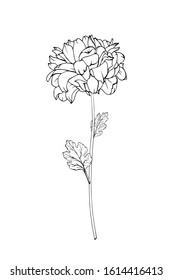 Single black outline flower chrysanthemum, branch and leaves. Isolated on white background.  Hand drawn. For floral design, prints, greeting card, textiles, invitations. Vector stock illustration.