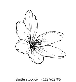 Single black outline flower Crocus isolated on white background. Hand drawn doodle style. Spring element for floral design, invitation, greeting cards, wrapping paper.Vector stock illustration