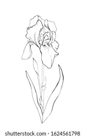 Single black outline flower iris, branch and leaves. Isolated on white background.  Hand drawn. For floral design, prints, greeting card, textiles, invitations. Vector stock illustration.