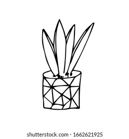 Single black and white sketch house plant in pot isolated on white background. Hand drawn doodle vector illustration for design, logo, greeting card