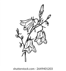 Ilustração de vetor monocromático do tronco de flor de ventre florescente única pintada por tintas pretas. Flores silvestres campâula desenhadas à mão para impressão botânica, revista da natureza, papelaria de casamento, produto orgânico.