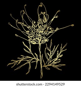 Single blooming branch of Grevillea flower. Grevillea banksii. Exotic blossom. Hand drawn linear doodle rough sketch. Golden silhouette on black background.