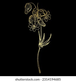 Single blooming branch of white campion flower. Silene latifolia. Hand drawn linear sketch. Golden silhouette on black background. 