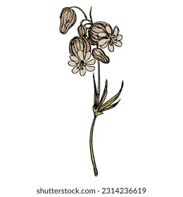 Single blooming branch of white campion flower. Silene latifolia. Hand drawn sketch. Isolated vector illustration.