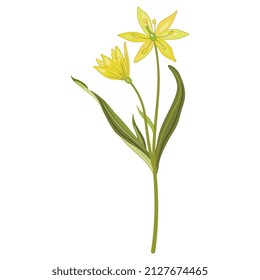 Single blooming branch of yellow star of Bethlehem flower. Gagea lutea. Spring wildflower. Isolated vector floral illustration.