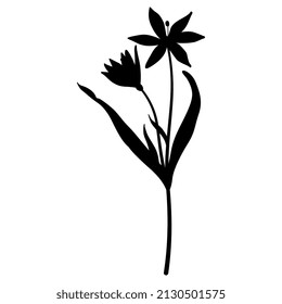 Single Blooming Branch Of Yellow Star Of Bethlehem Flower. Gagea Lutea. Black Silhouette On White Background. Spring Wildflower.