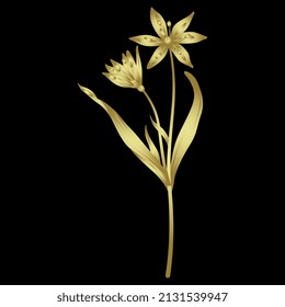 Single Blooming Branch Of Yellow Star Of Bethlehem Flower. Gagea Lutea. Spring Wildflower. Golden Glossy Silhouette On Black Background.