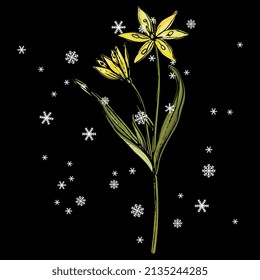 Single blooming branch of yellow star of Bethlehem flower under snowflakes. Gagea lutea. Spring wildflower. Seasonal spring or winter design. Hand drawn sketch. On black background.