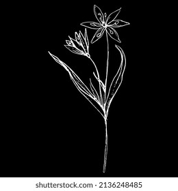 Single Blooming Branch Of Yellow Star Of Bethlehem Flower. Gagea Lutea. Spring Wildflower. Hand Drawn Linear Doodle Rough Sketch. White Silhouette On Black Background.